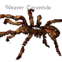 wtarantula.png