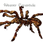 wtarantula.png